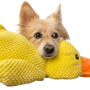 CALMING DUCK - Attic Puppy