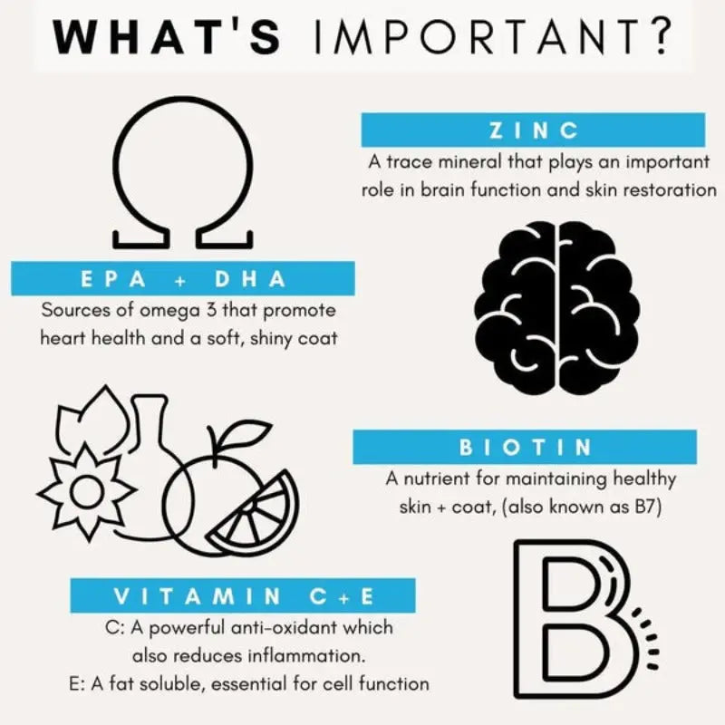 SKIN COAT POWDER FOR DOGS - Attic Puppy