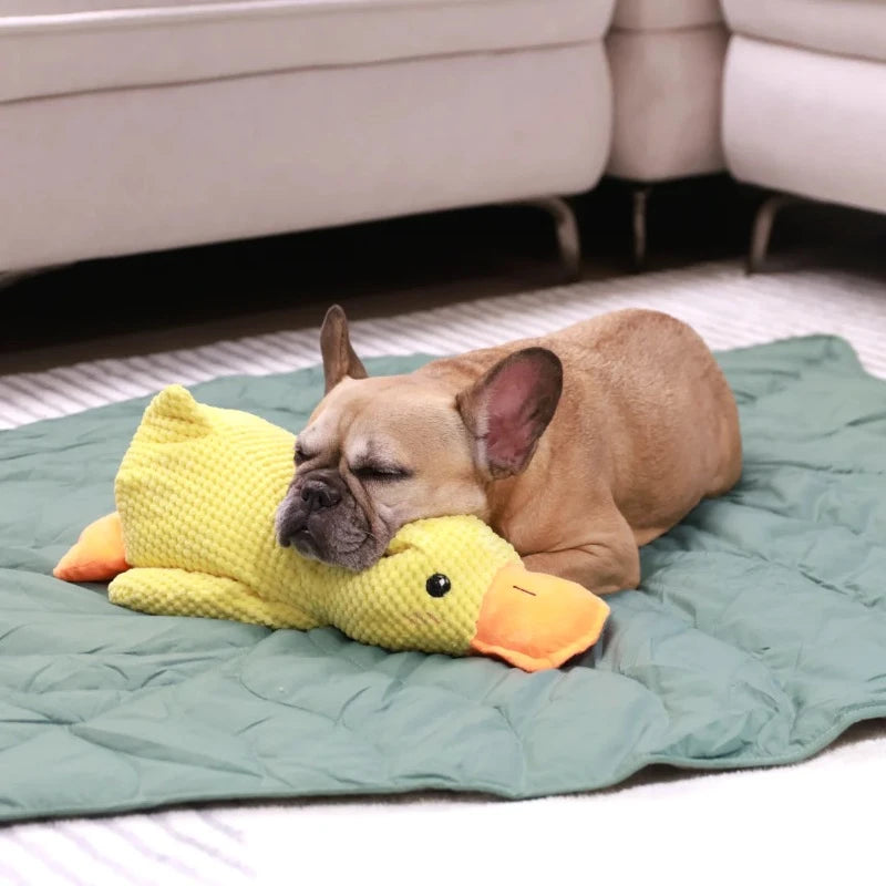 CALMING DUCK Attic Puppy