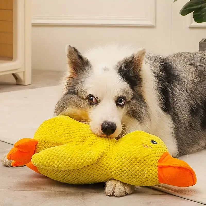 CALMING DUCK Attic Puppy