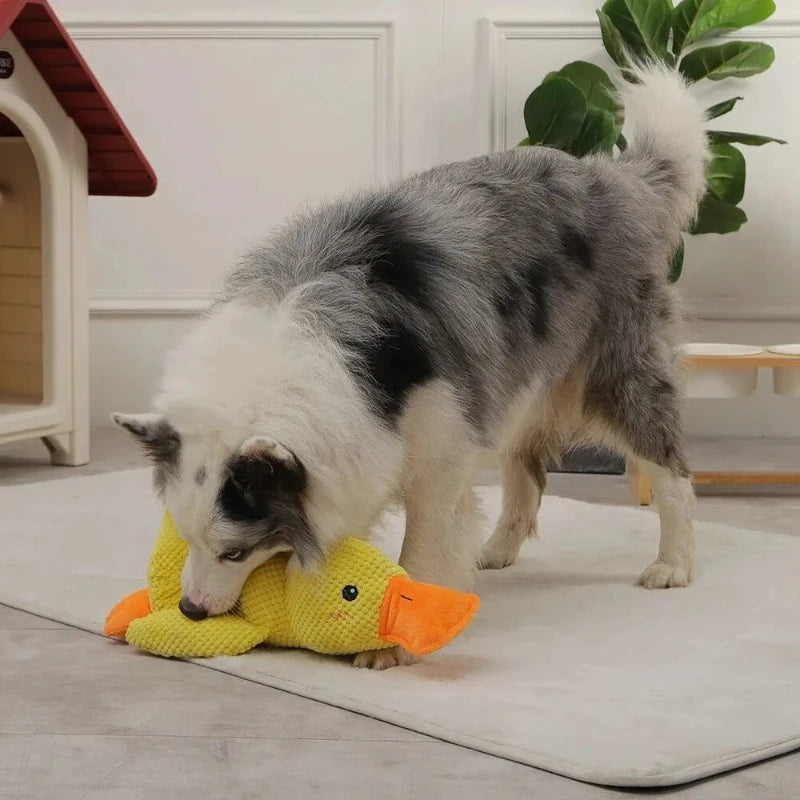 CALMING DUCK Attic Puppy