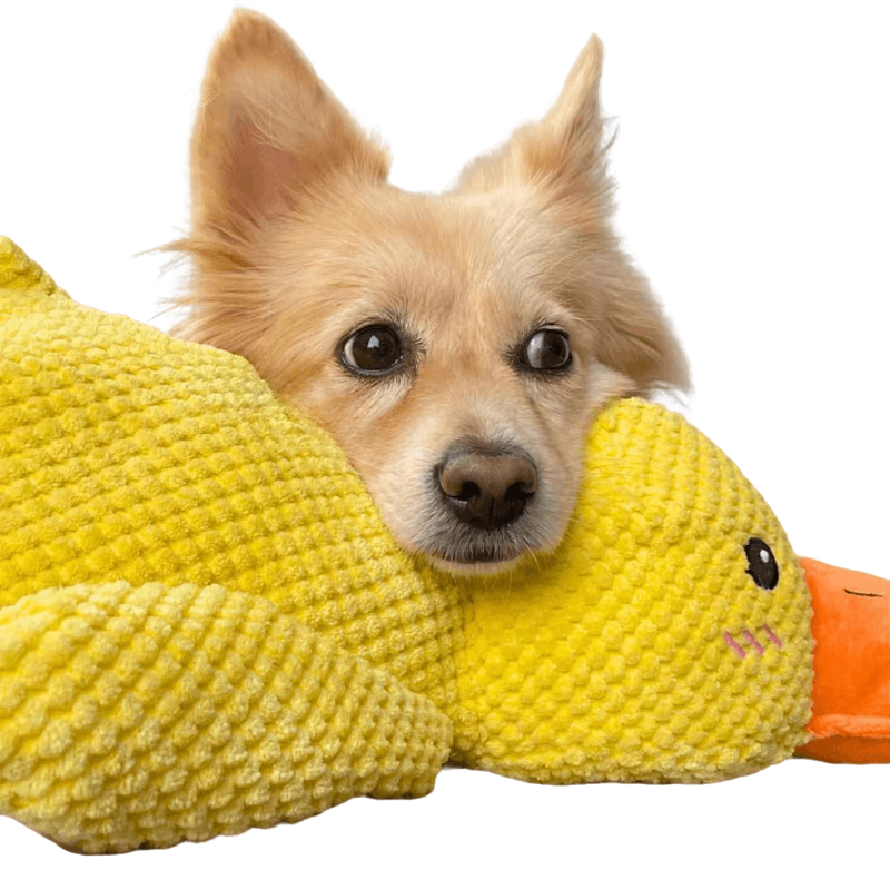 CALMING DUCK Attic Puppy