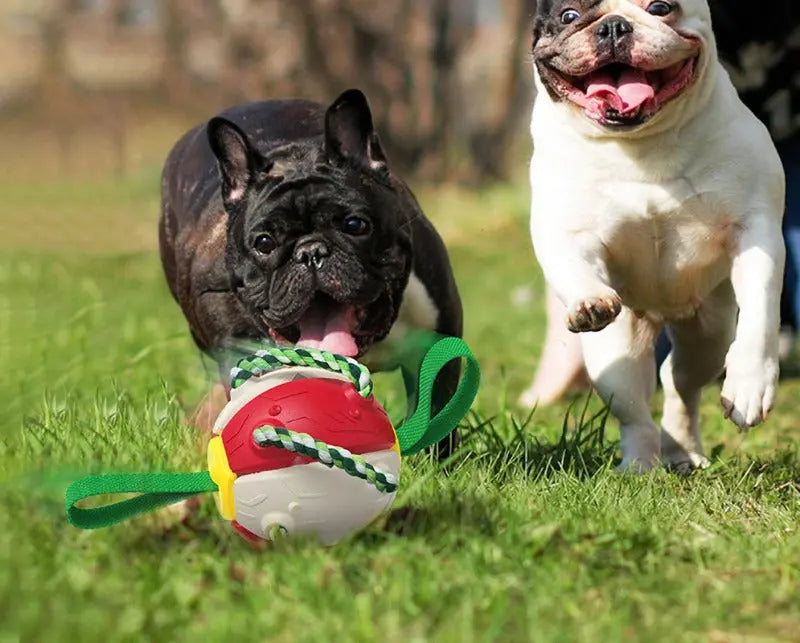 FRISBEE BALL - Attic Puppy